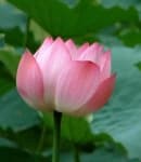 Sample 3 – Lotus