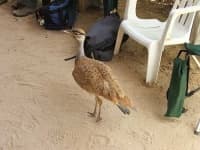 Sample 2 – Bustard