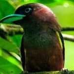 Sample 6 – Broadbill