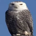 Sample 3 – Snowy owl