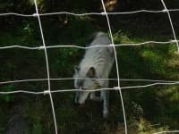 Sample 5 – Timber wolf