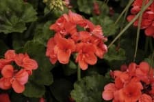 Sample 5 – Geranium