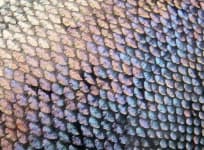 Sample 2 – Scaly