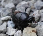 Sample 4 – Dung beetle