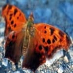 Sample of Mark butterfly