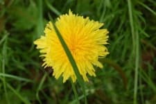 Sample 6 – Common dandelion