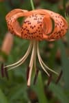 Sample 4 – Tiger lily