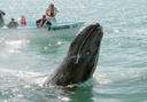 Sample 4 – Grey whale