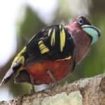 Sample 3 – Broadbill