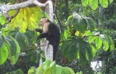 Sample 2 – Capuchin