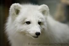 Sample 5 – Arctic fox