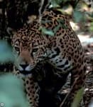 Sample 20 – Jaguar car
