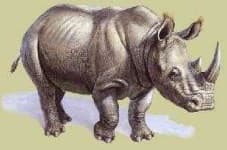 Sample 5 – Rhino