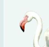Sample 1 – Flamingo head