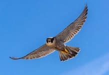 Sample 1 – Falcon