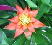 Sample 5 – Bromelia