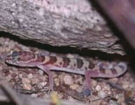 Sample 6 – Banded gecko