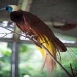 Bird of paradise bird image dataset preview