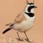 Sample 4 – Horned lark