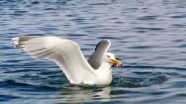 Sample 6 – Seagull