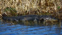 Sample 1 – American alligator
