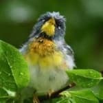 Sample 6 – Northern parula