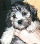 Sample 4 – Dandie dinmont