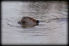 Sample 2 – Beaver