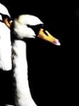 Sample 6 – Swan