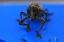 Sample 6 – Weevil
