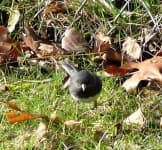 Sample 6 – Junco