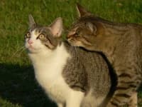 Sample 5 – Tiger cat