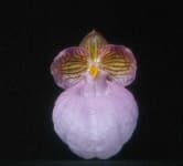 Sample 1 – Hard leaved pocket orchid