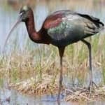 Sample 4 – Glossy ibis