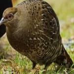 Sample 3 – Mikado pheasant