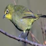 Sample 5 – Malagasy white eye