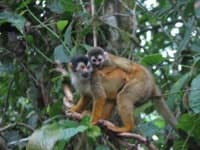 Sample 5 – Squirrel monkey