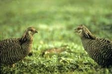 Sample 1 – Prairie chicken