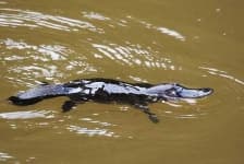 Sample 4 – Platypus