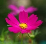 Sample 2 – Mexican aster