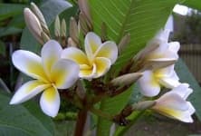 Sample 6 – Frangipani