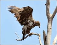 Sample 6 – Bald eagle