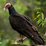Sample 4 – Turkey vulture