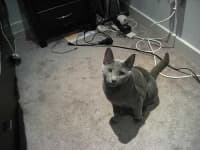 Sample 6 – Russian blue