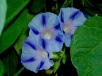 Sample 6 – Morning glory