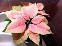 Sample 3 – Poinsettia