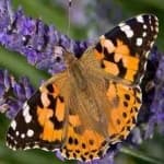 Sample 20 – Painted butterfly
