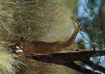 Sample 2 – Gerenuk