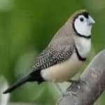 Sample 4 – Double barred finch