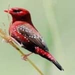 Sample 6 – Strawberry finch
